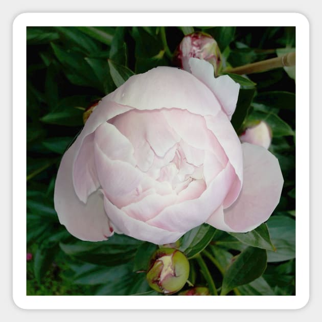 peony Sticker by robelf